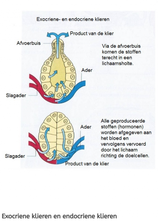 Afbeelding: exocriene & endocriene klieren