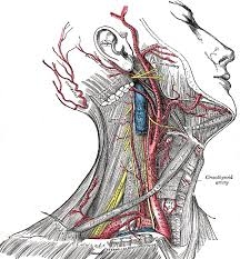 bloedvaten hoofd hals gebied