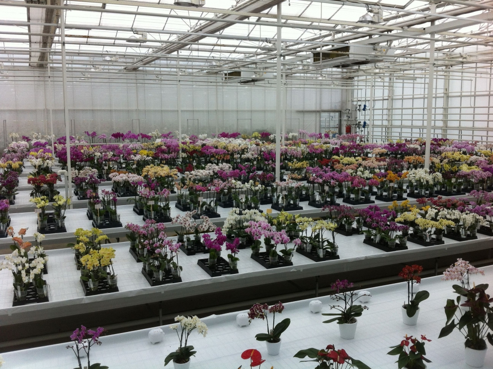 Verschillende orchideeënrassen in de showkas van een veredelingsbedrijf. Het ontwikkelen van deze rassen wordt gedaan door de veredelaars. Bron: Anthura BV.