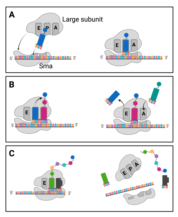 Figure 3.10 Translation progress. A. The picture shows the assembly of the ribosome with the help of the initiator tRNA (blue). B. Subsequently, additional tRNA molecules with bound amino acids enter the ribosome through the A site, between which a peptide bond is formed in the P site. If the tRNA no longer contains a bound amino acid, it leaves the ribosome via the E site. C. Translation is terminated by a termination signal (black), which leads to the release of the polypeptide and disintegration of the ribosome.