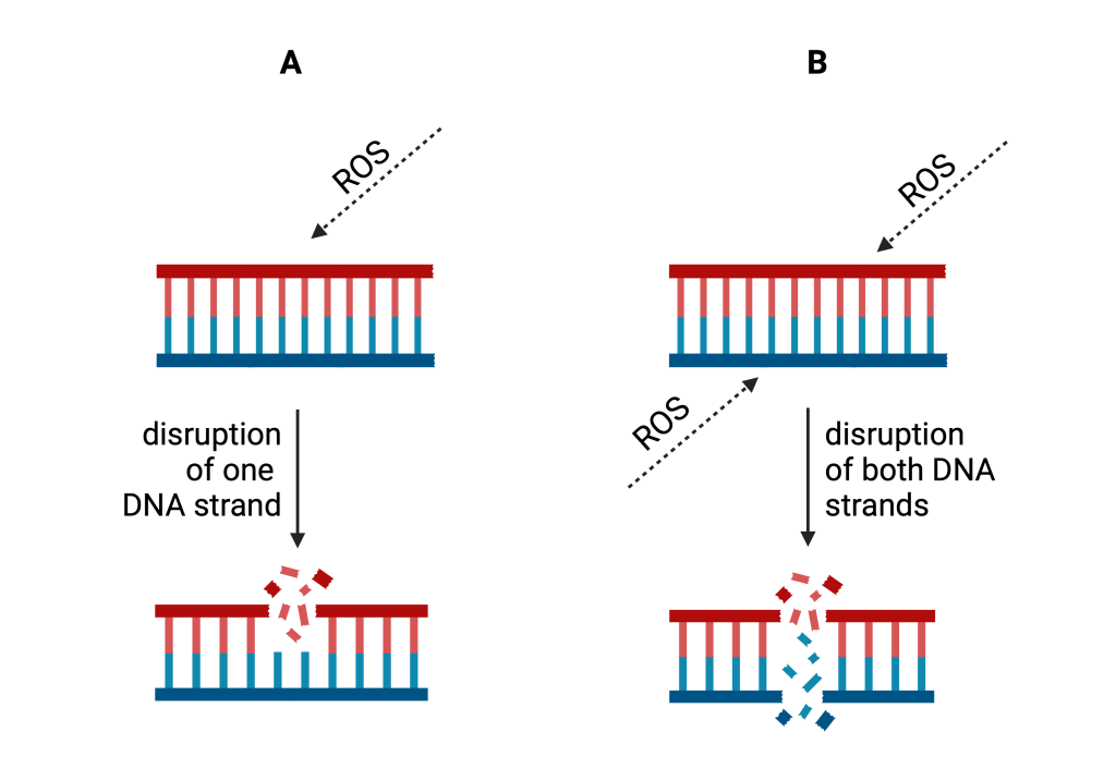 Figure 8.5 Formation of single-stranded and double-stranded DNA breaks.