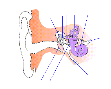 By Iain - Own work (kopie engelse wiki : I made this myself - Iain 05:45 29 Jun 2003 (UTC))original upload at nl:Image:Ear-anatomy-notext-small.png (9KB, MIME type: image/png), adapted: arrows and numbering, CC BY-SA 3.0, https://commons.wikimedia.org/w/index.php?curid=361651