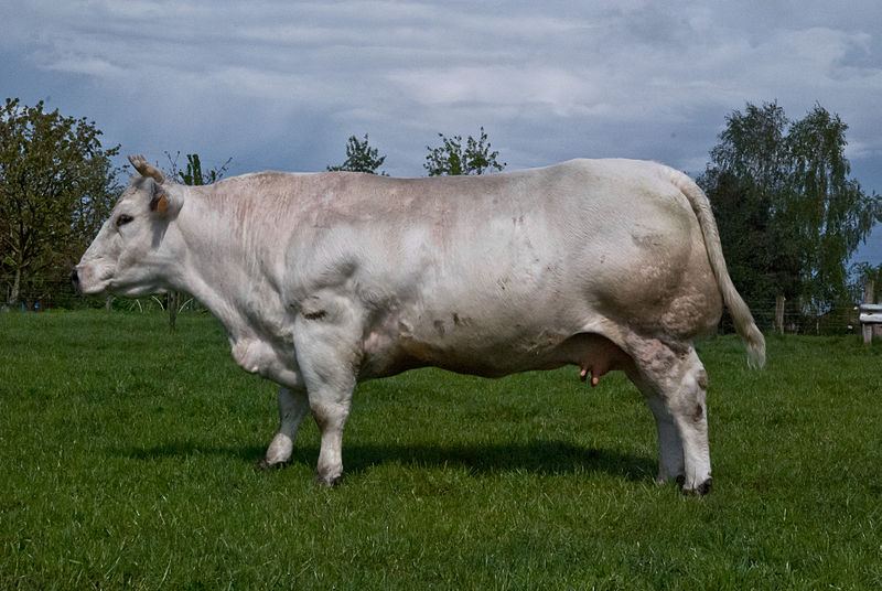 Figure 17.2 Belgian Blue Cow. The cow is a breed that is used to produce lots of beef for food.