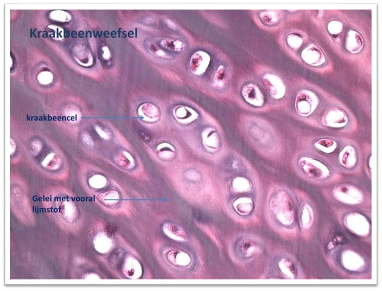 Kraakbeenweefsel