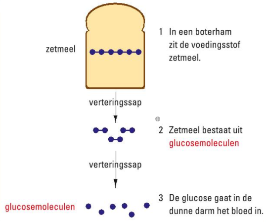 Afbeelding 5: Vertering van zetmeel naar kleine losse glucose moleculen