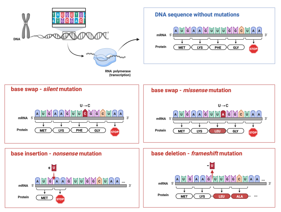 Figure 5.4 Types of mutations and their appearance. When a base is altered, it can have different effects on the cell. In the case of a synonymous mutation, or silent mutation, the same amino acid is incorporated into the protein chain during translation. In some cases, a mutation results in one amino acid being replaced by another, which can change the properties of the newly formed protein, a missense mutation. If the mutation results in a STOP codon, transcription is prematurely terminated and a truncated protein is formed. This protein is not always function and the type of mutation is called a nonsense mutation. If a nucleotide deletion or insertion occurs, the genetic information changes due to a shift in the reading order of the nucleotides resulting in an alternative protein sequence.