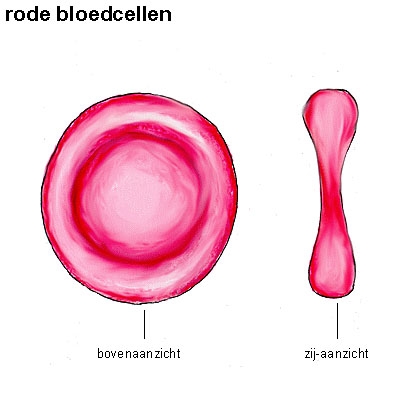 Afbeelding 5 - https://www.menselijk-lichaam.com/bloed-afweersysteem/rode-bloedlichaampjes-erytrocyten/