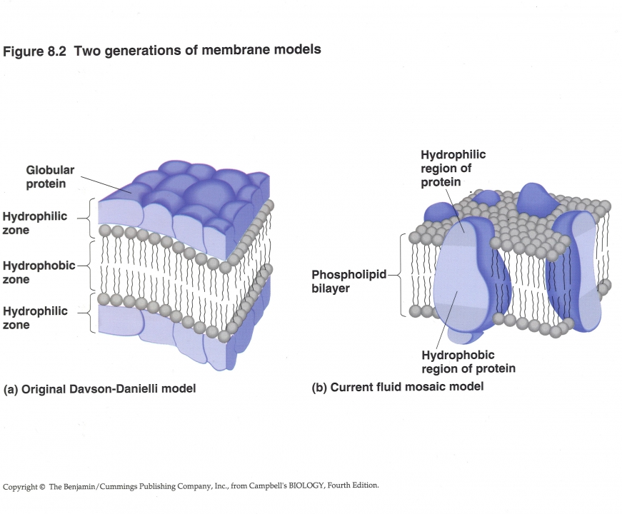 twee modellen celmembraan (waarvan één correct)