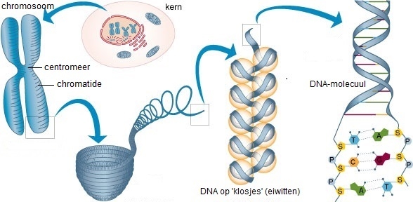 Cel met Chromosoom en DNA