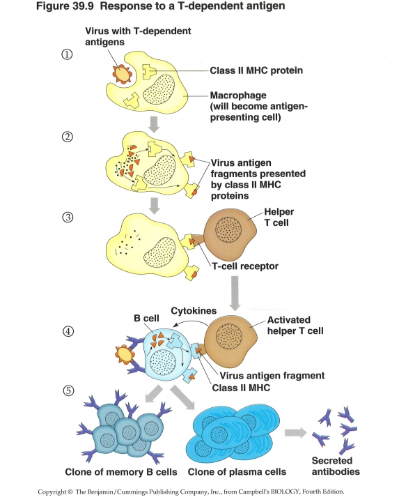 virale afweer (T-cellen in actie)