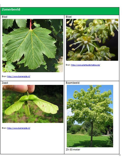 Acer pseudoplatanus zomerbeeld