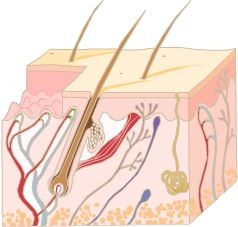 Human skin