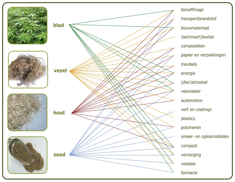 Possible applications of different parts of the hemp plant