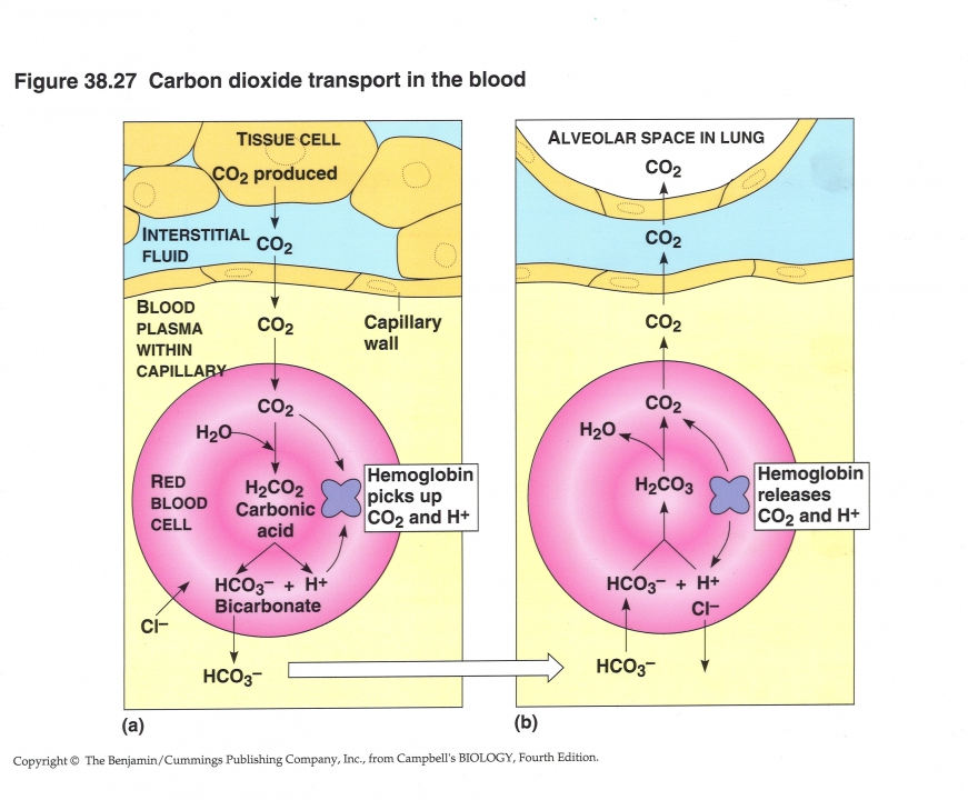 CO2 transport in bloed