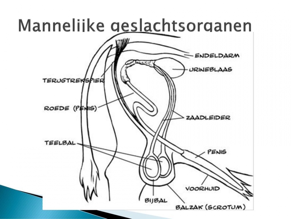 Mannelijke geslachtsorganen