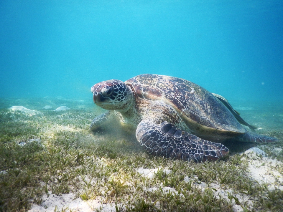 Een Groene zeeschildpad aan het grazen op een zeegrasvlakte in de Rode zee.