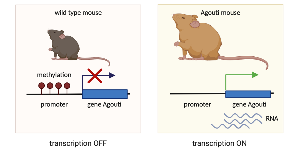 Figure 6.8 The Agouti mouse model. Individuals are genetically identical and of the same age. The expression of the Agouti gene is made possible by the fact that the promoter of the gene is not methylated and causes yellow and obese mice.