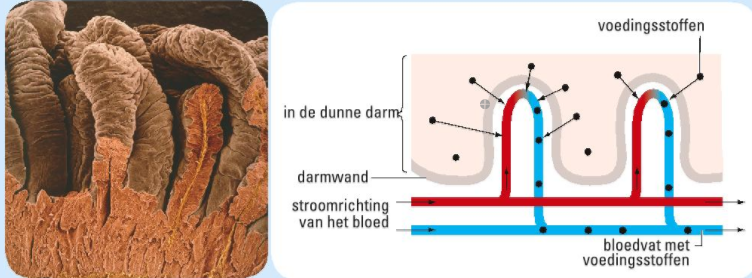 Afbeelding 7: darmplooien en de opname van voedingsstoffen