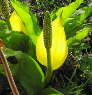 Lysichiton