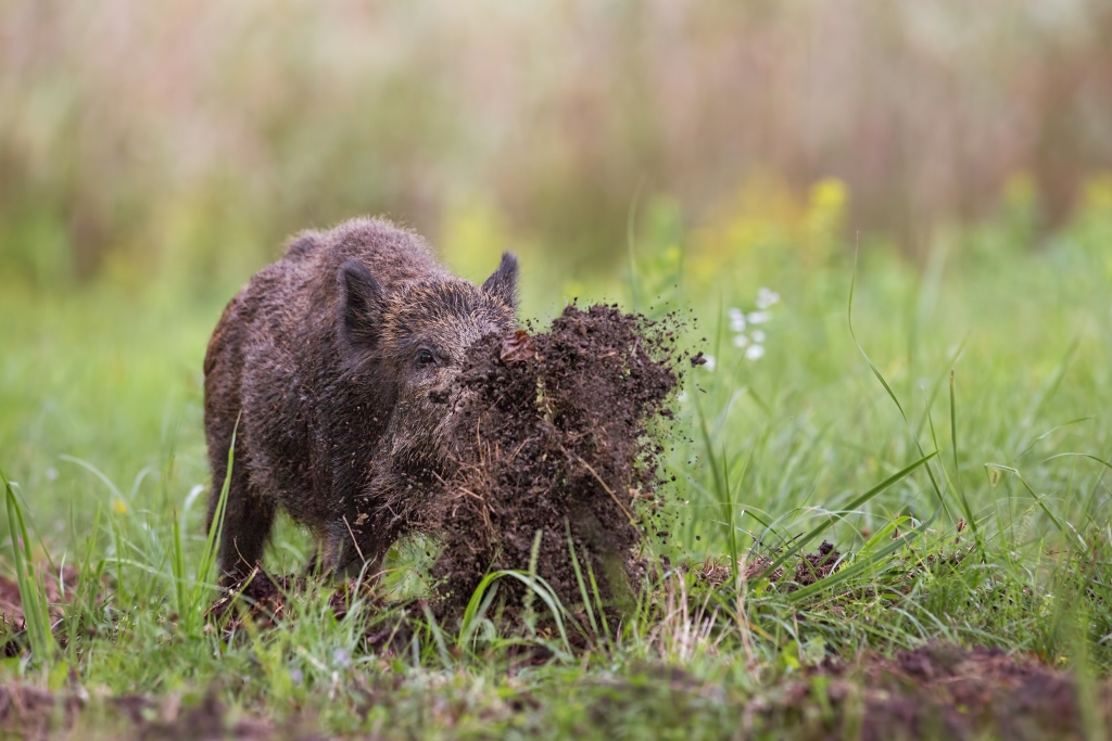 Afbeelding 1: Een wild zwijn opzoek naar voedsel