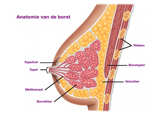 figuur 9: anatomie van de borst