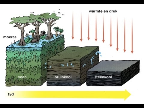 Zo ontstaat steenkool