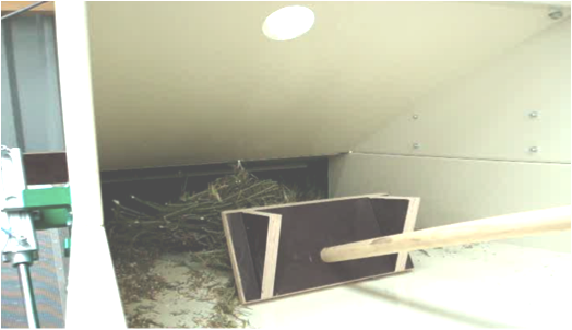 Figuur 22 Invoeren van planten in de dorsmachine. Bron: Seed Processing Holland.