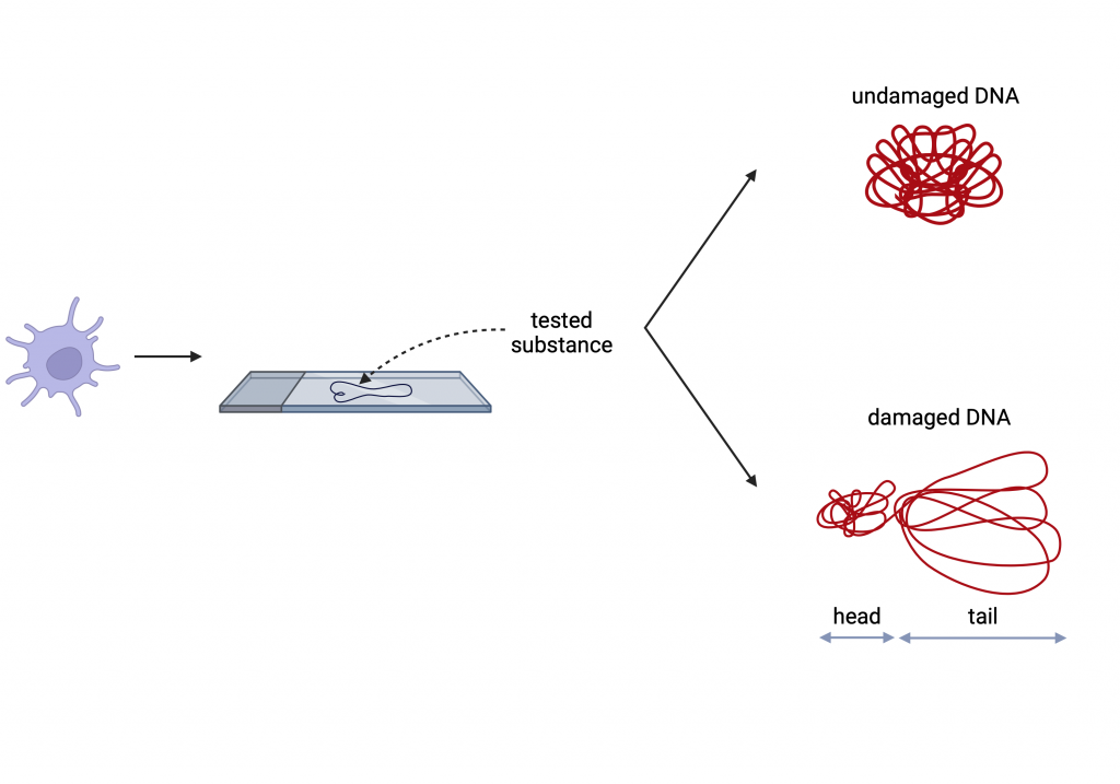 Figure 12.6 Scheme of the Comet assay. The test is used to detect primary DNA damage. It is evaluated microscopically. The larger the comet tail (which contains more DNA fragments), the more DNA damage is detected.