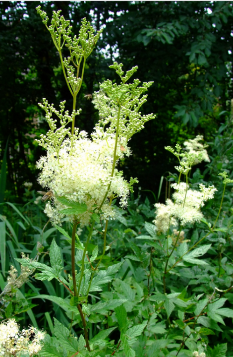 Filipendula