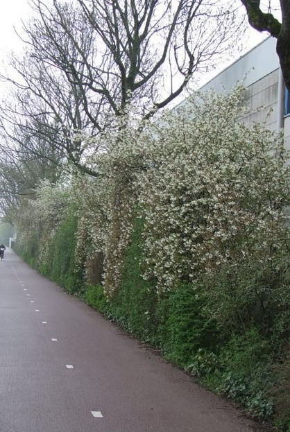 Amelanchier lamarckii voor een lelijk gebouw