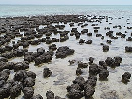 Stromatoliet Sharkbay