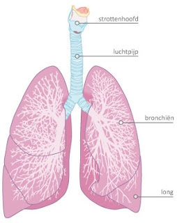 Anatomie van de longen