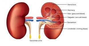 opbouw nieren