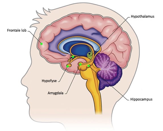 Afbeelding: hypofyse en hypothalamus
