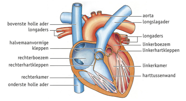 bron: Malmberg