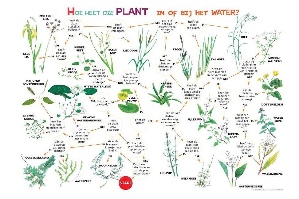 Met deze zoekkaart kun je determineren welke plant je bij het water hebt gevonden.