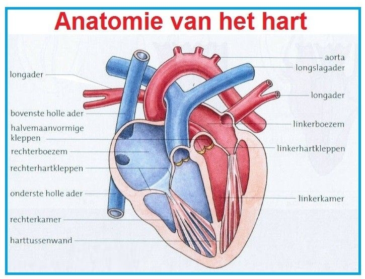 bron: bloedsomloop, biologie lessen.nl