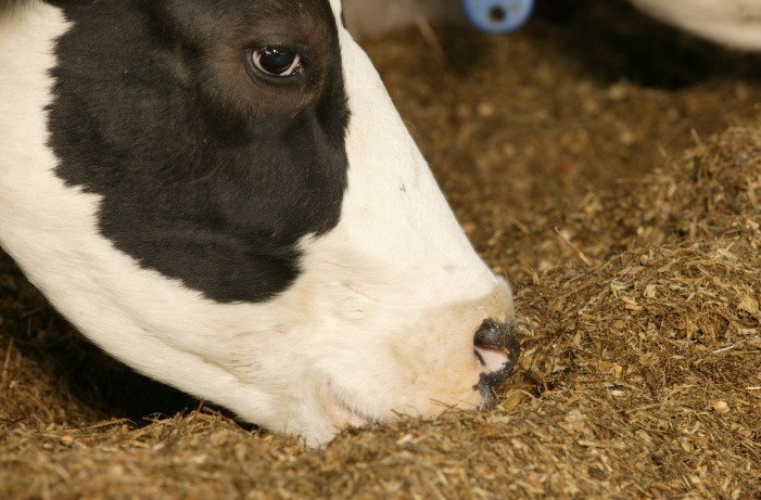Voeropname bij melkvee