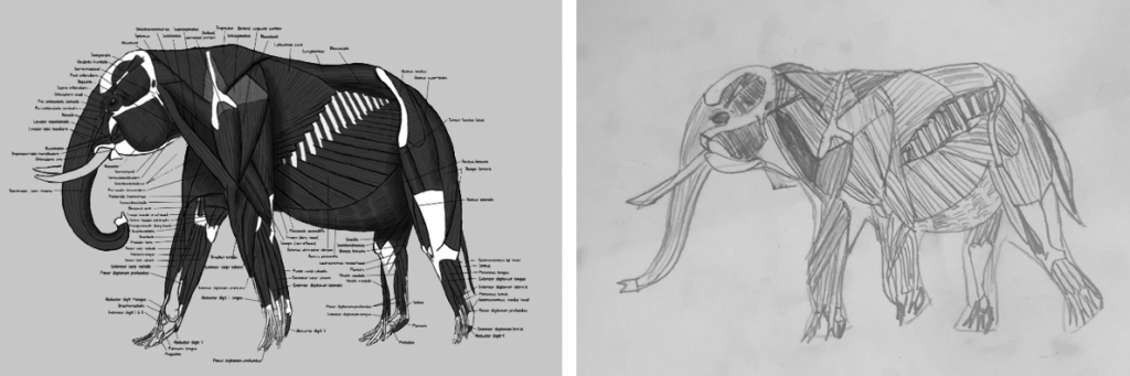 voorbeeld: hier is een plaatje van het spierstelsel van een Afrikaanse olifant (links) nagetekend (rechts)