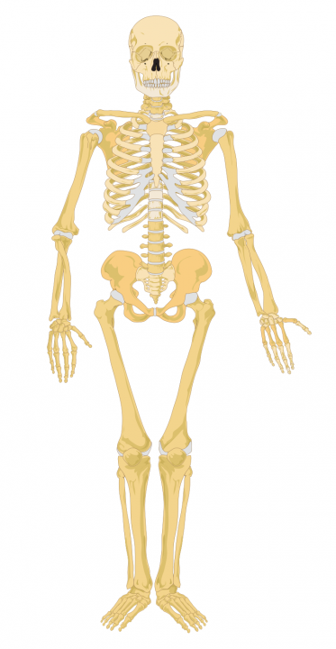 Door Mikael Häggström - Image:Human skeleton front.svg by Mariana Ruiz Villarreal, Publiek domein, https://commons.wikimedia.org/w/index.php?curid=5259890
