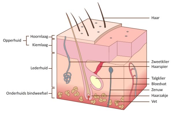 de huidlagen