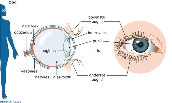 Oogafbeelding 2
