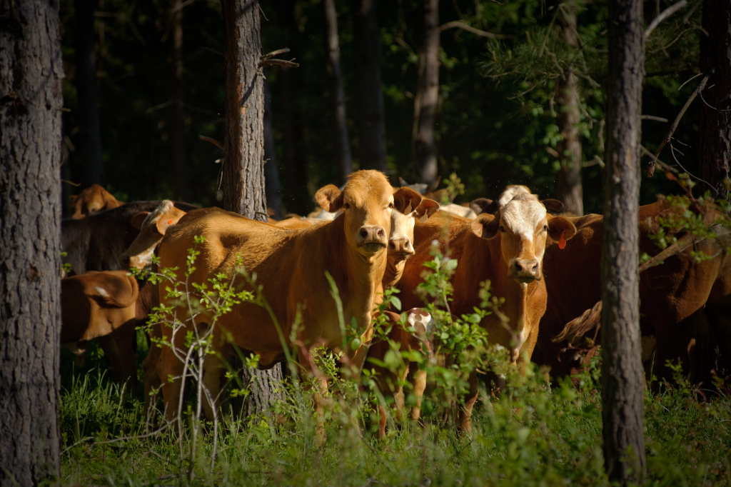 Grazend vee  ©  USDA NRCS Texas