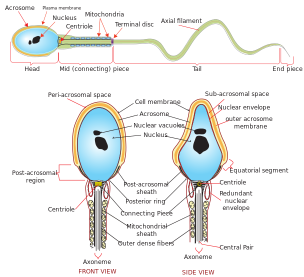 user: Mariana Ruiz Villarreal spermatozoa, 8-11-2018, CC-NC