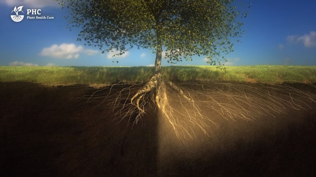 bodemschimmels die samenwerken met bomen