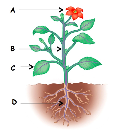 Organen van een plant (Pearson Education Inc, 2011)