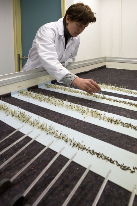 Op een thermogradiënt tafel worden zaden gekiemd en beoordeeld bij verschillende temperaturen. Bron Bejo Zaden.