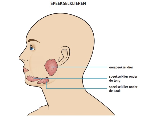 Afbeelding 6. Speekselklieren in mondholte (schematisch)