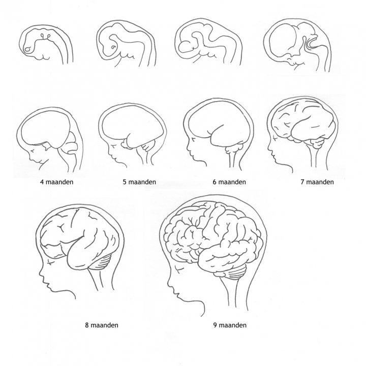 Figuur 8.8 Schematische weergave van de gyrering van de hersenen tijdens de foetale ontwikkeling.