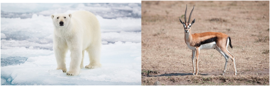 dieren in hun eigen omgeving